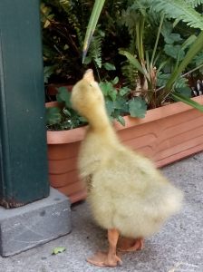 for more click on image